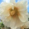 Hollyhock (Pale Yellow) Seeds -Plant Shop 20230115 092400 scaled 1
