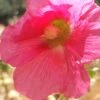 Hollyhock (Fuchsia Pink) Seeds -Plant Shop 20230115 101008