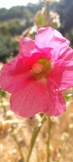 Hollyhock (Fuchsia Pink) Seeds