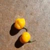 Golden Habanero Chilli Seeds -Plant Shop 20230610 114741 scaled 1