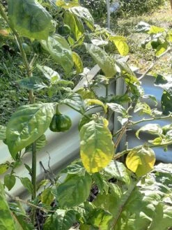 Golden Habanero Chilli Seeds -Plant Shop 20230610 122913