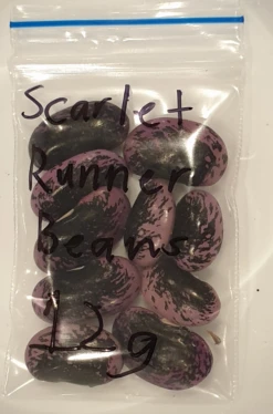Organic Scarlet Runner Bean Seeds -Plant Shop 20240215 193812