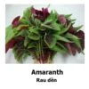 Amaranth Mixed Seeds -Plant Shop 21FAFC88 4350 44BE A953 72D86A38509F