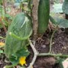 Giant Cucumber/ Dưa Leo Mèo Seeds -Plant Shop 273457660 666288504719119 1050478623167301300 n scaled 1