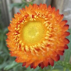 Xerochrysum Bracteatum (Mixed Colour) Everlasting Paper Daisy (5g Bulk) Seeds -Plant Shop 28DB8A0F 18B1 4FBC BA0C 22D880465780