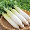 White Radish Seeds -Plant Shop 2A714695 070E 4350 9583 E7B56CC9CB41