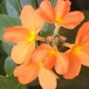 Organic Firecracker Flower/ Crossandra Infundibuliformis/ Kanakambram Seeds -Plant Shop 2DCC4E4A 4A35 4A20 823A 195AD3A45CAD