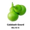 Calabash Seeds -Plant Shop 2F79713C 963B 4CAF 850B 489958D034BE