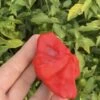 Mad Hatter Capsicum Seeds -Plant Shop 370330905 281589578129225 8044746083816151951 n