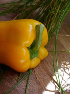 Yellow Capsicum ‘Amigo Gold’ – Capsicum Annuum Seeds