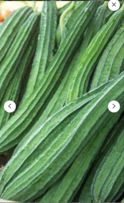 Ridge Luffa Seeds