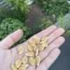 Qld Blue Pumpkin Seeds -Plant Shop 387573502 334183865767923 7501218141331748570 n 1