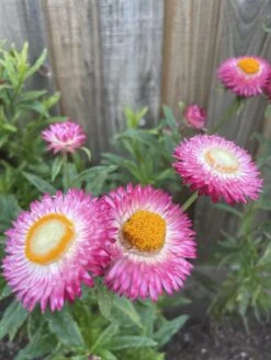Xerochrysum Bracteatum (Mixed Colour) Everlasting Paper Daisy (5g Bulk) Seeds -Plant Shop 3CC8A32F 9EE2 425E A35F 0446BDCBE8A8 scaled 1