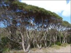 Melaleuca Lanceolata – Moonah Seeds -Plant Shop 3c94132763ec9a0d0c20b8b74b90938d