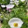 Cosmos – Cupcakes Blush Seeds -Plant Shop 412834636 10161118153904286 8273275278491359525 n