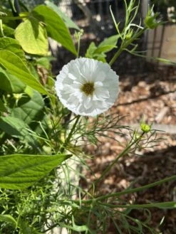 Cosmos – Cupcakes Blush Seeds -Plant Shop 412981759 10161118154054286 7830763439033590290 n 1
