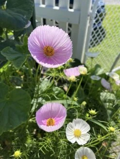 Cosmos – Cupcakes Blush Seeds -Plant Shop 415039998 10161118155074286 8443996620472269769 n