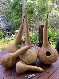 Gourd – Short Handle Dipper Seeds -Plant Shop 44D44081 E1E1 40F4 9F42 1452C749296B scaled 1