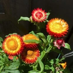 Xerochrysum Bracteatum (Mixed Colour) Everlasting Paper Daisy (5g Bulk) Seeds -Plant Shop 47072BBB EA04 406D 8C9C 8B62C85A50A9