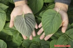 Perrila Frutescens/green Perrila/Korean Perrila/lá Mè Hàn Quốc Seeds -Plant Shop 470AA9FC 4263 4A47 B1CB 71C15C0C678A