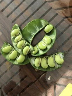 Organic Lablab Bean Vine Variety /Indian Bean/Avarakkai Seeds -Plant Shop 498595C5 2745 4540 9089 D9087C959457 scaled 1