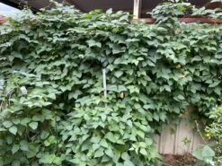 Organic Double Beans/ Tropical Lima Beans Seeds -Plant Shop 4D0BED51 EEF6 483A ADAC 9DA180D04D85 scaled 1