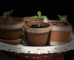 Organic Basil- Krishna Tulsi Seeds -Plant Shop 4FF2BD53 B348 4167 B42A C6698E339FDE scaled 1