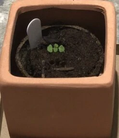 Organic Basil- Krishna Tulsi Seeds -Plant Shop 54CC2F4E ED0B 4F61 992C 2E93EB23FD4C