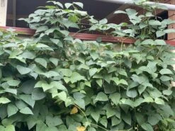 Organic Double Beans/ Tropical Lima Beans Seeds -Plant Shop 5AC85FD6 503F 4535 AC8C FBE025838A1F scaled 1