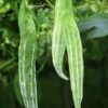 Snake Gourd Seeds -Plant Shop 60C85DC7 2369 40B7 9EB4 FD0B78C7A204