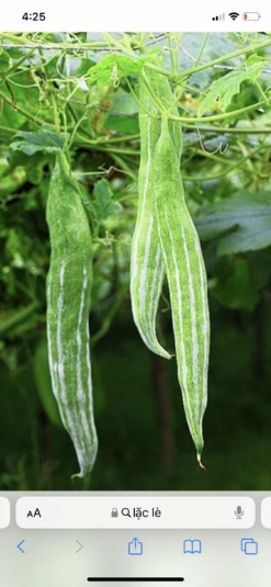 Snake Gourd Seeds