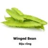 Winged Bean Seeds -Plant Shop 677CE74B C93C 4002 B32C 27F0CA95C97A