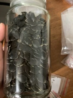 Plant Shop -Plant Shop 6D6E16E8 3089 4A25 AA6C B116C95FFD41 scaled 1