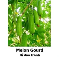Melon Gourd Seeds