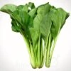 Choy Sum / Cải Ngọt Seeds 1 Choy Sum / Cải Ngọt Seeds -Plant Shop 75F5CC6D 8C25 4005 A511 9909E19E15E5