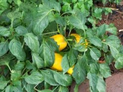 Yellow Capsicum ‘Amigo Gold’ – Capsicum Annuum Seeds -Plant Shop 7897B3E6 5B15 437C B27D 0AE1A508895F