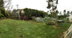 Eucalyptus Ficifolia X Calophylla (Corymbia Ficifolia X Calophylla) Seeds -Plant Shop 79557607 BAA6 4432 9293 3478A19548AC 1