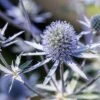 Sea Holly / Eryngium Blue Hobbit Seeds -Plant Shop 7E4AE721 10B3 45E6 9DDE C0807887508D