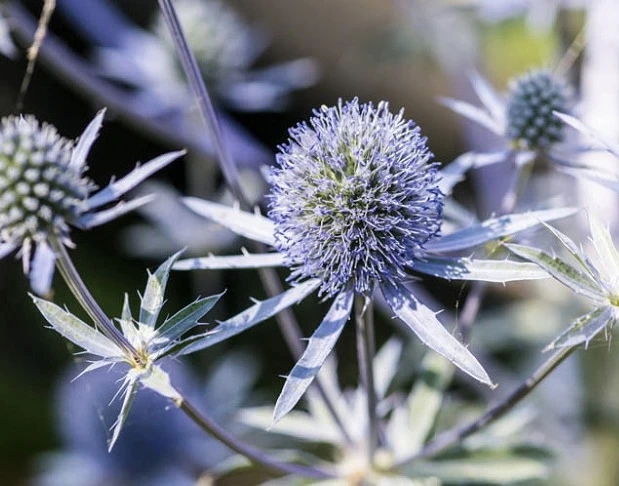 Sea Holly / Eryngium Blue Hobbit Seeds 3 Sea Holly / Eryngium Blue Hobbit Seeds