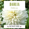 White Decorative Dahlia Seeds -Plant Shop 8