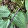 Bean, Bush Snake Bean Seeds -Plant Shop 94071A53 BC48 4244 941D 0FA9946FD901 scaled 1