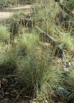 Native Lemon Grass Seeds