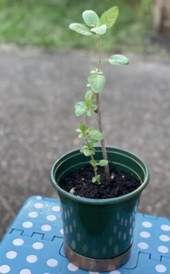 Organic Basil- Krishna Tulsi Seeds -Plant Shop 950B300A 9F73 4897 9913 C3E480621A2C scaled 1