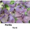 Perrila/tía Tô Seeds -Plant Shop 95CF52BB 9F17 47EF BED5 3CBF829927C4