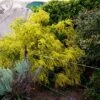 Acacia Acinacea – Gold Dust Wattle Seeds -Plant Shop Acacia acinacea – Gold Dust Wattle scaled 1