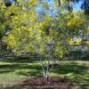 Acacia Spectabilis – Mudgee Wattle Seeds -Plant Shop Acacia spectabilis at Gunnedah Tafe scaled 1
