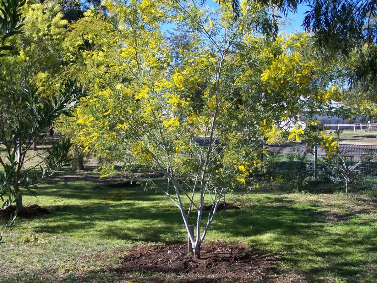 Acacia Spectabilis – Mudgee Wattle Seeds 3 Acacia Spectabilis – Mudgee Wattle Seeds