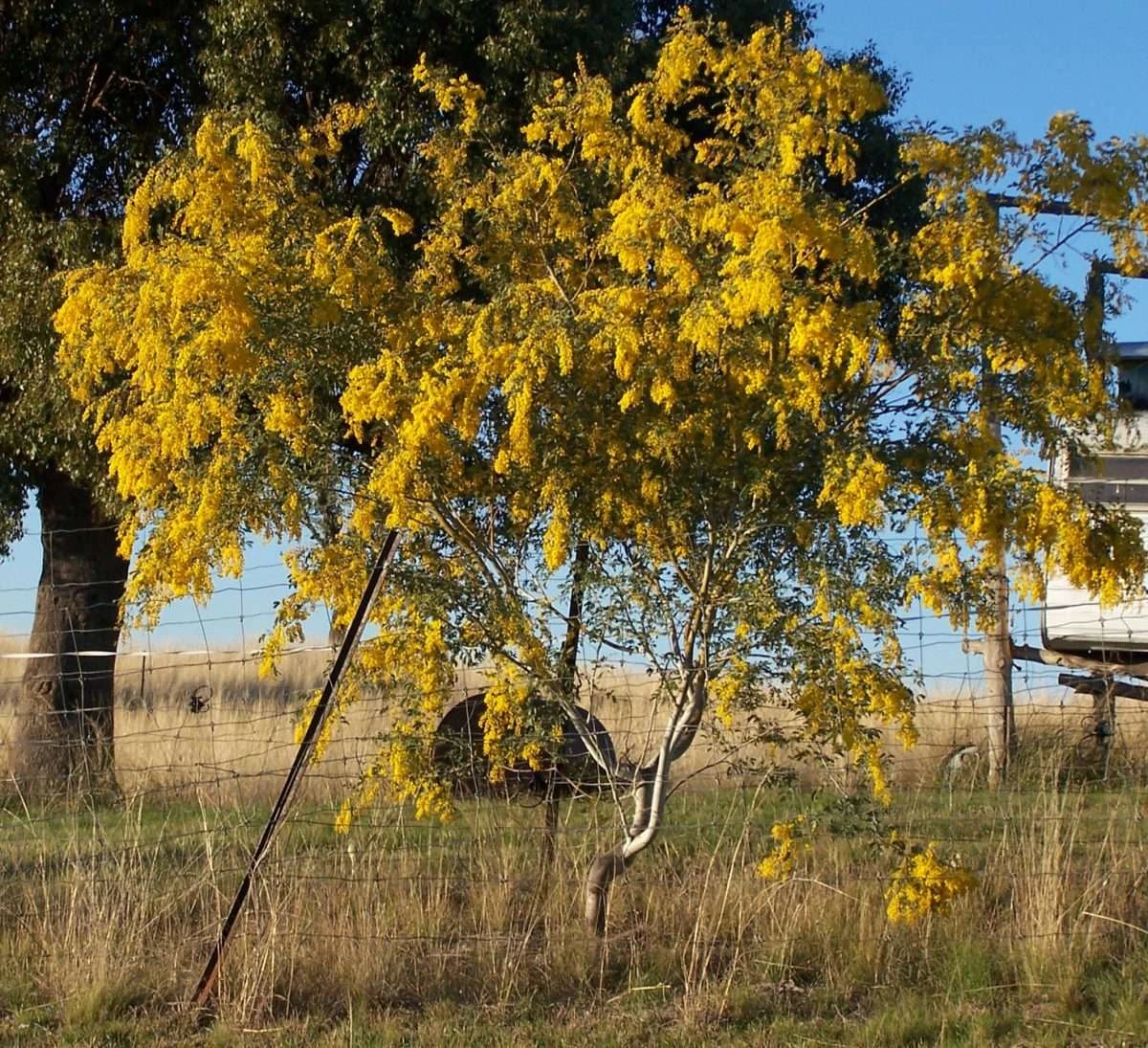 Acacia Spectabilis – Mudgee Wattle Seeds 4 Acacia Spectabilis – Mudgee Wattle Seeds - Image 2