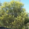 Acacia Subulate – Awl-leaf Wattle Seeds -Plant Shop Acacia subulata – Awl leaf Wattle 1 scaled 1