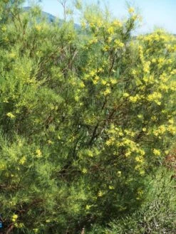 Acacia Subulate – Awl-leaf Wattle Seeds -Plant Shop Acacia subulata – Awl leaf Wattle 2 scaled 1